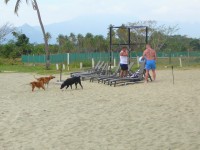 Toulaví psi jsou fenomenem Fidži