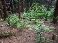 6. Nový prales už se začíná zelenat původními druhy dřevin