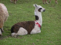 lama