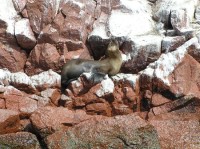 Islas Ballestas