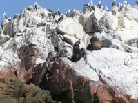 Islas Ballestas