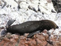 Islas Ballestas