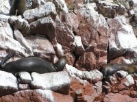 Islas Ballestas