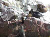 Islas Ballestas