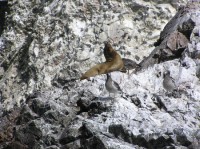 Islas Ballestas