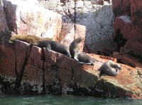 Islas Ballestas