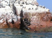 Islas Ballestas