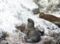 Islas Ballestas