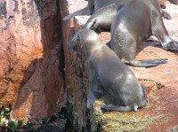 Islas Ballestas