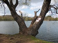 pohľad cez starý strom na náprotivnú stranu jazera