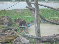 orangutan sa hrá s loptou