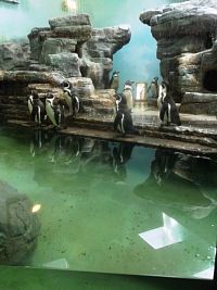 tučniaci
