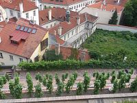 pohľad do záhrady pod Pražským hradom - vinica