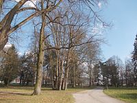 stromy v parku