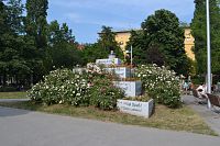 kríčkové ruže a iné kvetiny v parku Märzpark