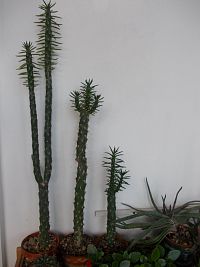 vysoké kaktusy