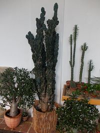 kaktusy a sukulety