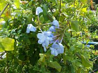 modrý kvet
