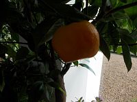 citrusovník