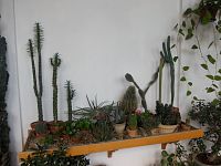polička s kaktusmi