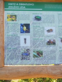 infopanel - hmyz v lese