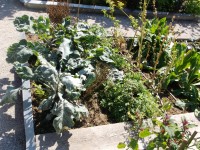 pestovanie zeleniny