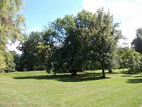 stromy v parku