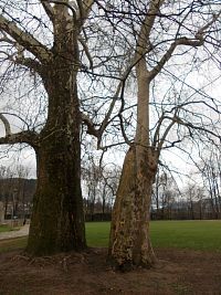 dva rôzne stromy