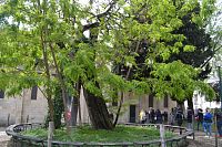 najstarší strom v Paríži a naša skupina
