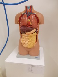ľudské telo