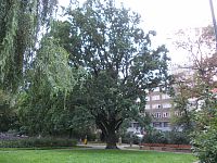 jeden zo statných stromov v parku