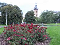 ruže a Novomestská veža