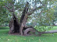 pamätný strom - asi 170-ročný