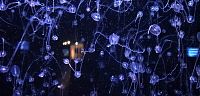 medúzy - akvária s pestrofarebnými medúzami nás zaujali