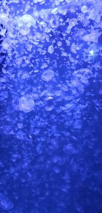 množstvo medúz