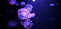 bolo tu veľké množstvo rôznych akvárii s medúzami