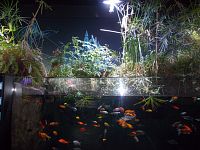 akvária s rybkami a zeleň
