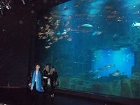 veľké akvárium
