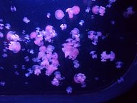 ružové medúzy