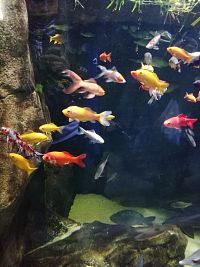 pestrofarebné rybky