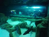 veľké akvárium so žralokmi
