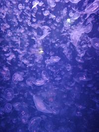 množstvo malých medúz