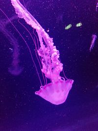 plávajúca medúza