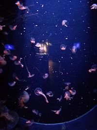 medúzky