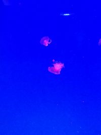 ružové medúzy