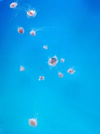 malé medúzky