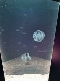 ďalší druh medúz