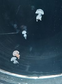 štyri "medúzky"
