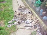 leopardy za sklom
