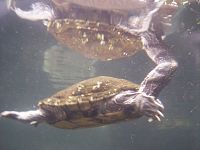 korytnačka v akváriu
